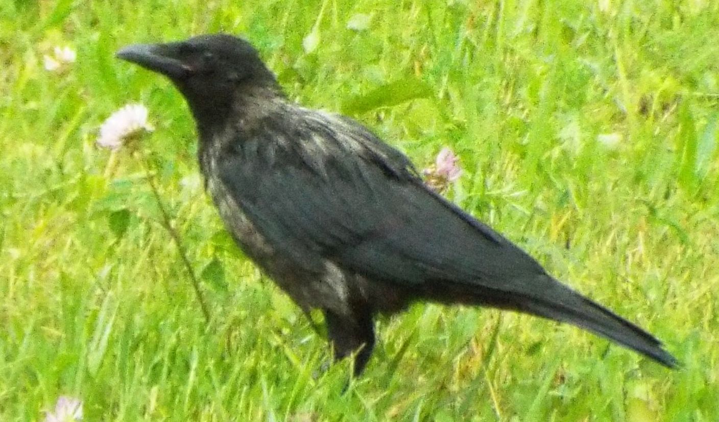 Corvidae dallo strano piumagggio: ibridi tra Cornacchia nera e Cornacchia grigia